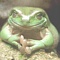 Darth Frog