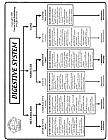 Digestive System Chart