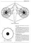 Practical Iridology by Steven Horne
